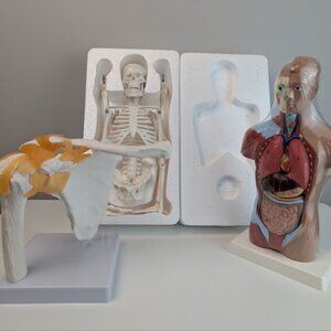Human Anatomy Model Set – Skeleton, Torso with Organs & Shoulder Joint – Educati